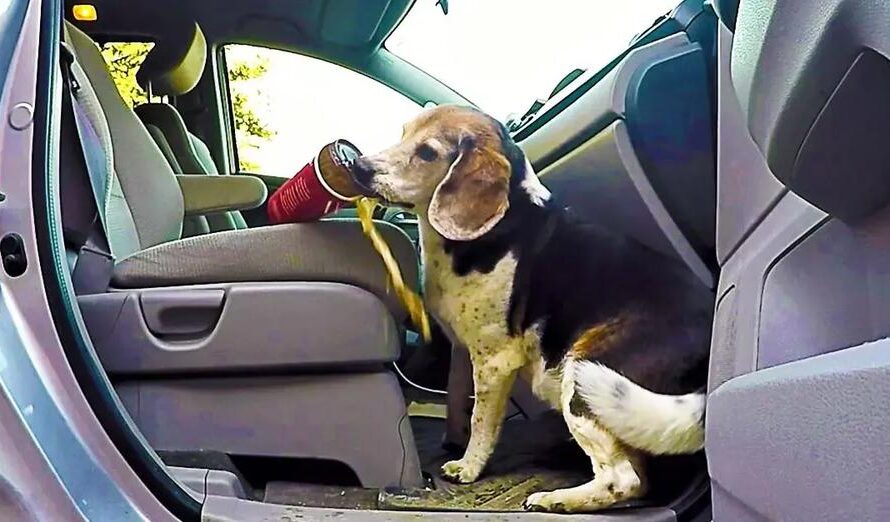 Hidden Camera Shows How Sneaky Beagle Steals Full Cups of Coffee