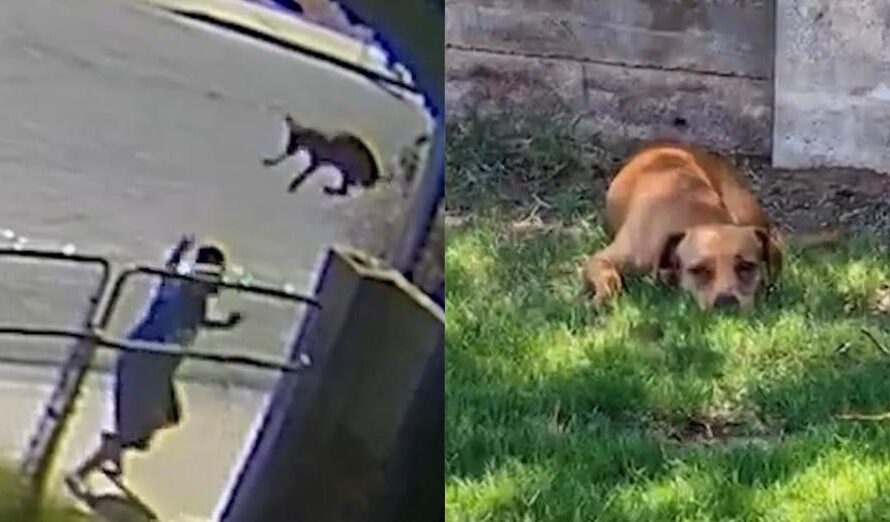 Dog left heartbroken after man tossed her over fence into stranger’s yard