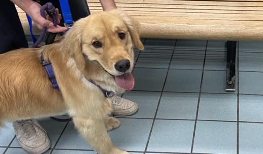 Family brings golden retriever home from daycare — cats’ reaction tells them something’s not right