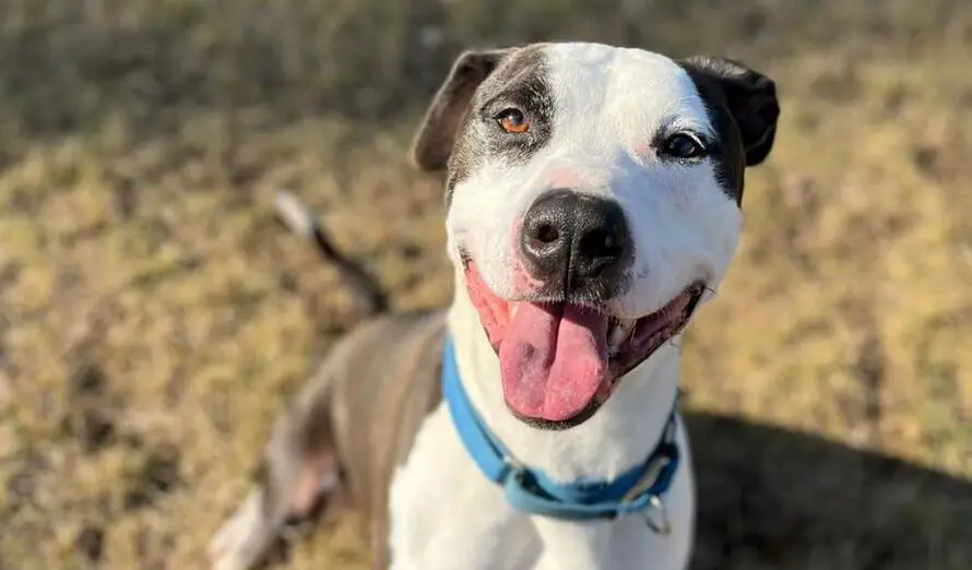 GrubHub driver delivers food to shelter — sees one long-waiting dog and knows it’s meant to be