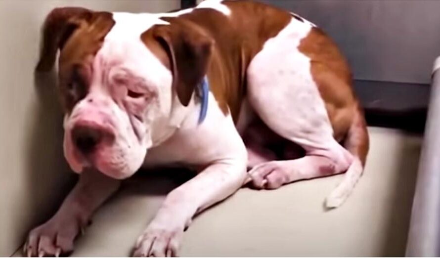 Shaking Pit Bull Wouldn’t Leave Shelter Corner, ‘Heard A Voice’ & Inched Forward