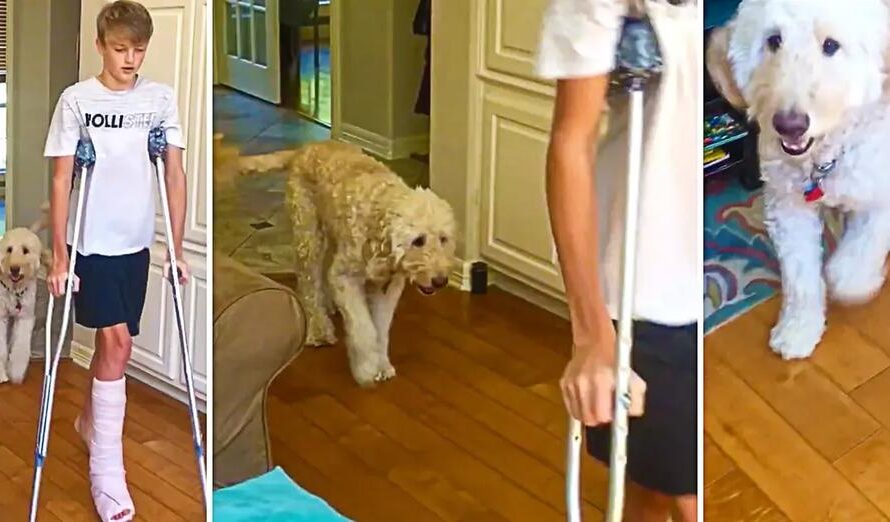 Dog Perfectly Mimics Teenager’s Broken Leg ‘Walk’