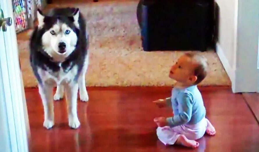 Husky And A Baby Take Turns Imitating Each Other’s Noises