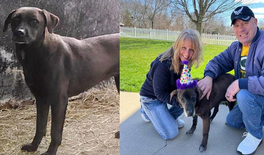 Senior dog finally finds forever home after 11 years in shelter