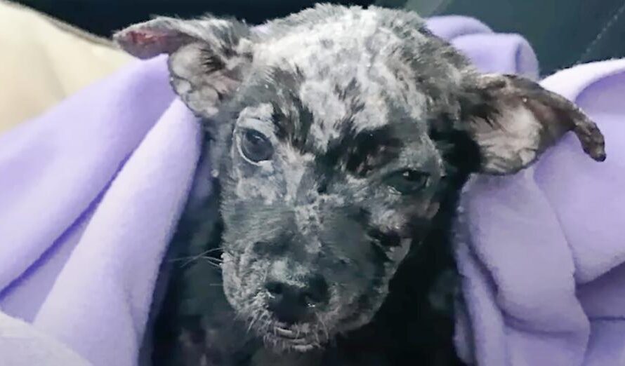 Guy Put His Blistered Puppy In Box And Placed Her On Shelter’s Doorsteps