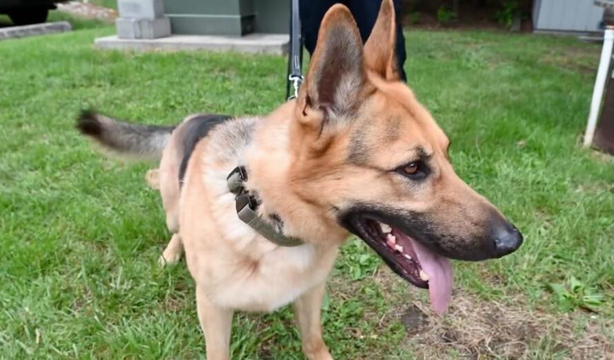 Shelter dog was was set to be euthanized — now has a new life as a fire department K9