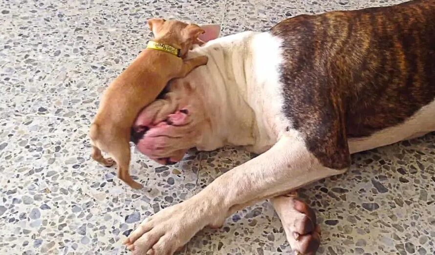 Tiny Chihuahua Puppy Teases Sleepy American Bulldog