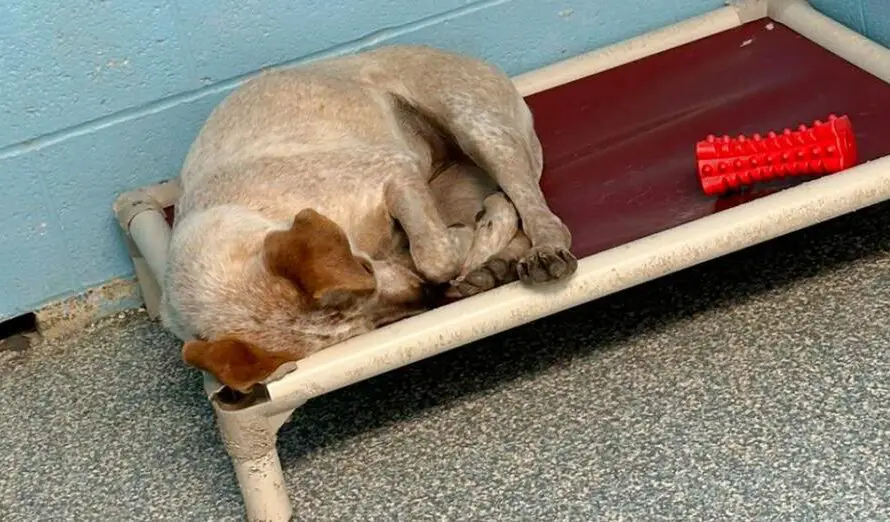 Dog Cries Herself To Sleep When Her Brother Gets Adopted