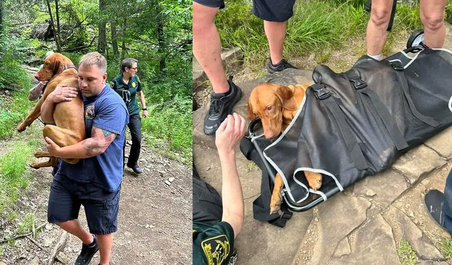 Rescuers carry dog down “extremely treacherous” trail after he was bitten by venomous snake