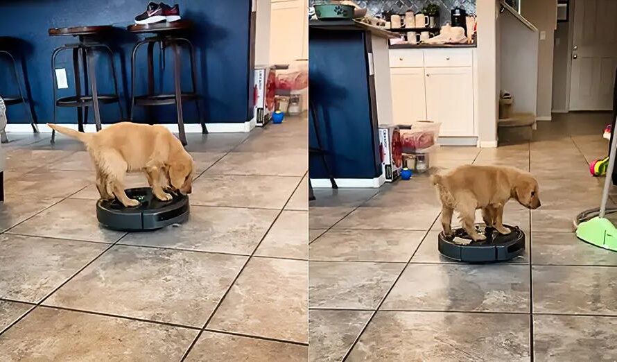 Jackson The Puppy Has So Much Fun Riding A Roomba