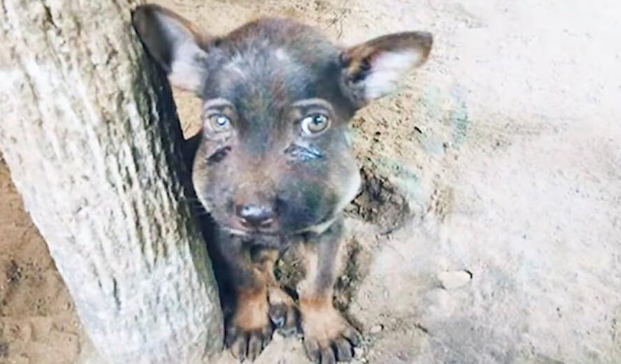 Guy Finds Puppy With Painfully Swollen Face Clouded With Tears