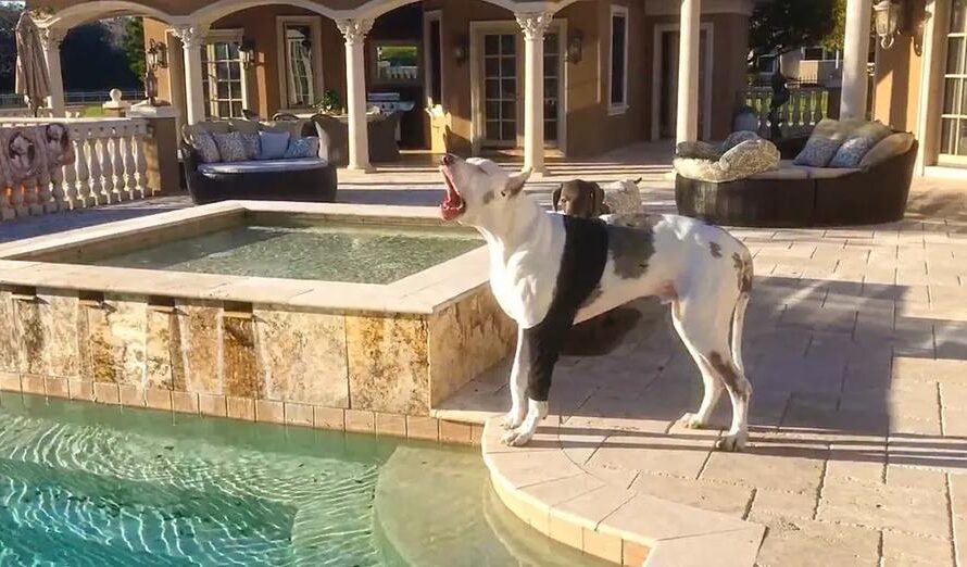 Great Dane Has Hysterical Hissy Fit When Mom Won’t Let Him Go Swimming