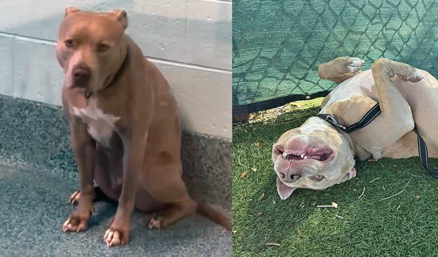 Shy shelter dog was always passed over for being “intimidating” — after 800 days, he finally has a home