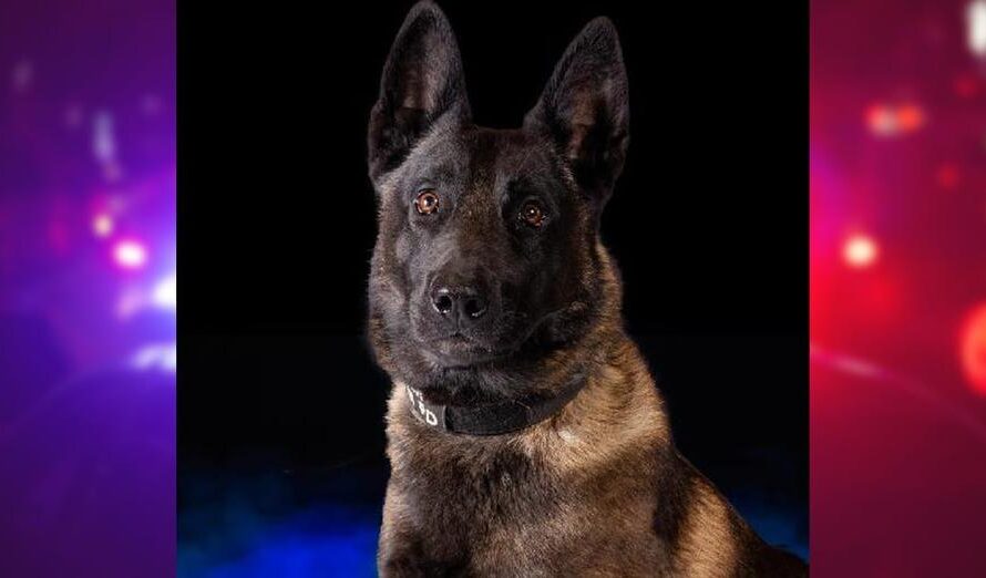 Police K9 dies after being left in hot vehicle after air conditioner malfunction