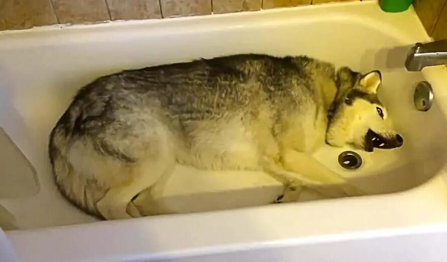 Stubborn Husky Throws Hilarious Temper Tantrum in the Bathtub