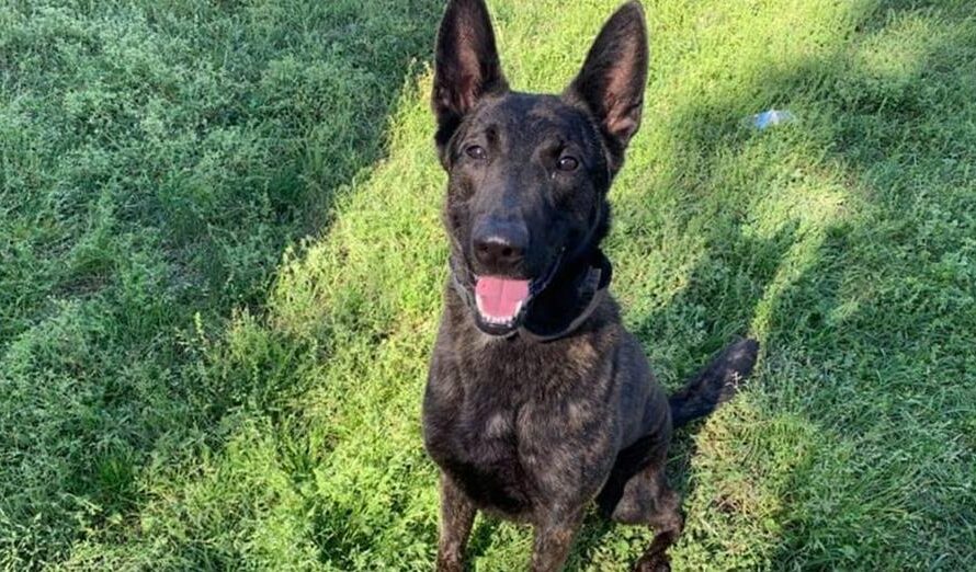 Retired police K9 abandoned at shelter by handler, prompting outrage and investigation