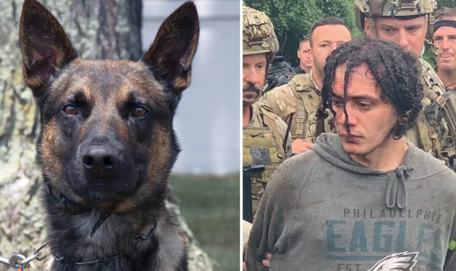 4-year-old police dog named Yoda unveiled as hero who took down killer who escaped from Pennsylvania prison