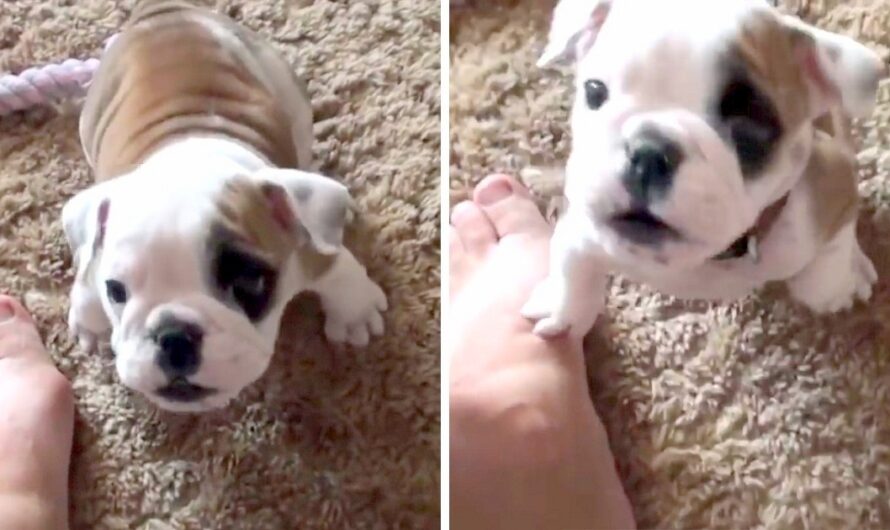 Cute Bulldog Pup Wanted A Seat On The Couch, And Throws A Temper Tantrum With Dad