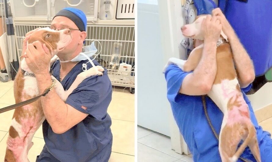 Dog With Severe Burns Miraculously Saved By Vet, Their Reunion Will Tear You Up