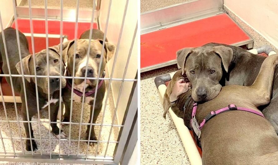 2 Shelter Dogs Form Unbreakable Bond, Shelter Hopes To Find Them A Home Together