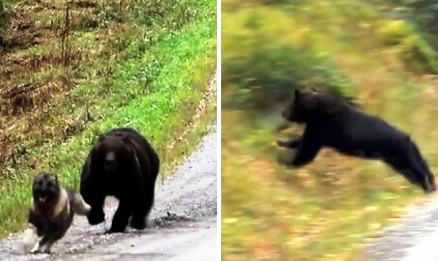 Dog Being Chased By Angry Bear Sees No Escape, Panicked Owners Freeze In Fear