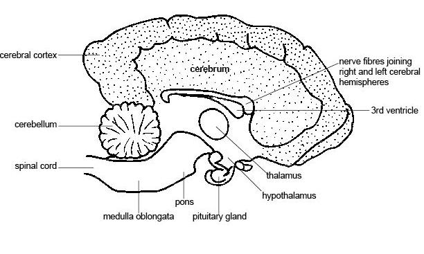 https://abcanimals.xyz/wp-content/uploads/2024/08/Anatomy_and_physiology_LS_dog's_brain.JPG