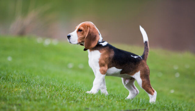 Beagle Dog Remembrance