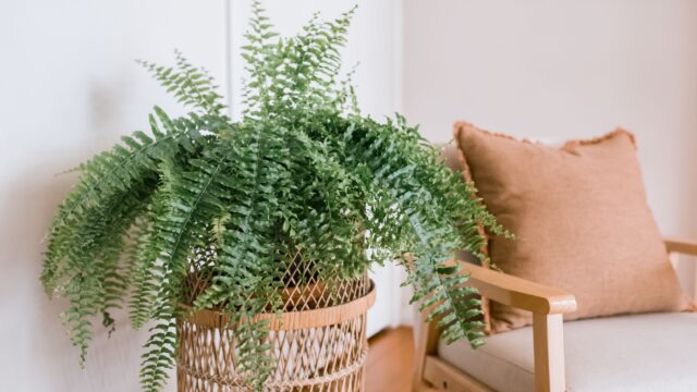 Boston Fern good for dogs