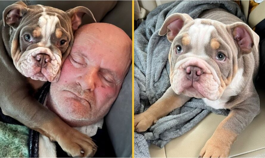 Bulldog puppy ‘saves owner’s life’ by chewing his toe to the bone – hospital scans reveal the unthinkable