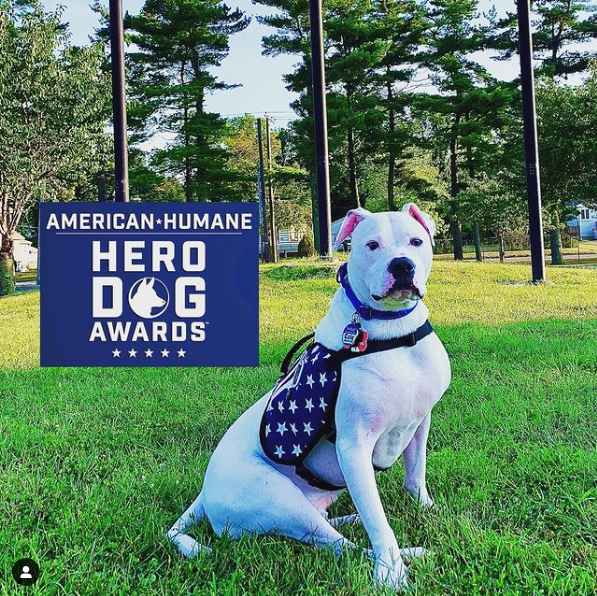 Cole The Deaf Dog on Instagram