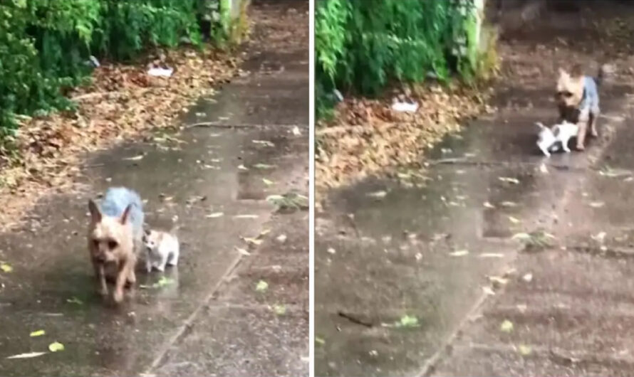 Dog Stumbles Upon Abandoned Kitten in Rain During Potty Break and Guides Her to Her Home for Shelter