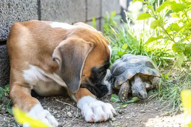 Dog and Turtle