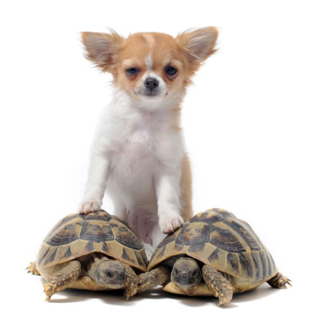 Dog and Turtle