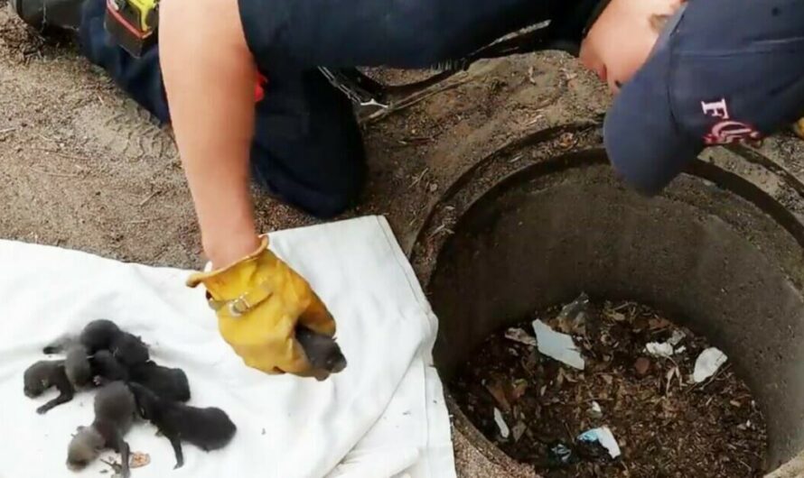 Firemen save 8 Labrador pups from drain: Then they realize they’re not dogs at all