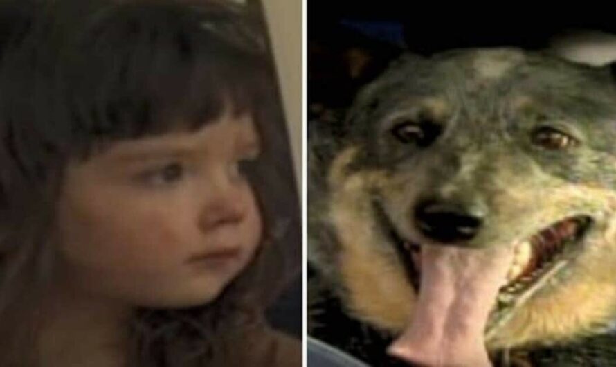 3-year-old vanishes from family home – 15 hours later, they see a dog crouching over her in the woods