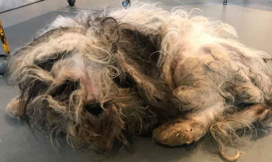 Dog’s so matted that no one knew what sort of dog he was – just look at him today after transformation