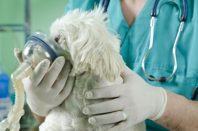 Dog Respiratory Distress Dog Health