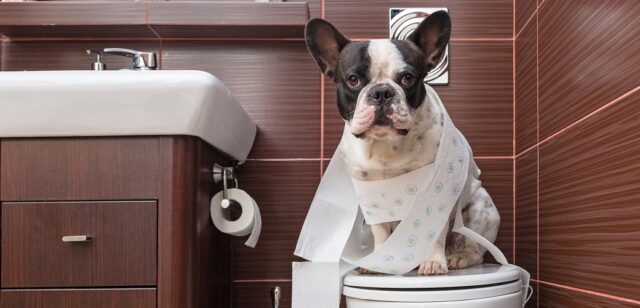 Dog on toilet covered by tissue Dog health