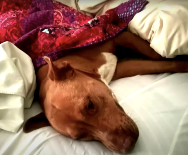 Dog sleeping in stranger's bed