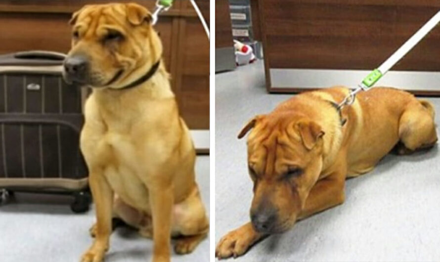 Shar-Pei abandoned at train station with suitcase of belongings – five years later he’s loving his forever home