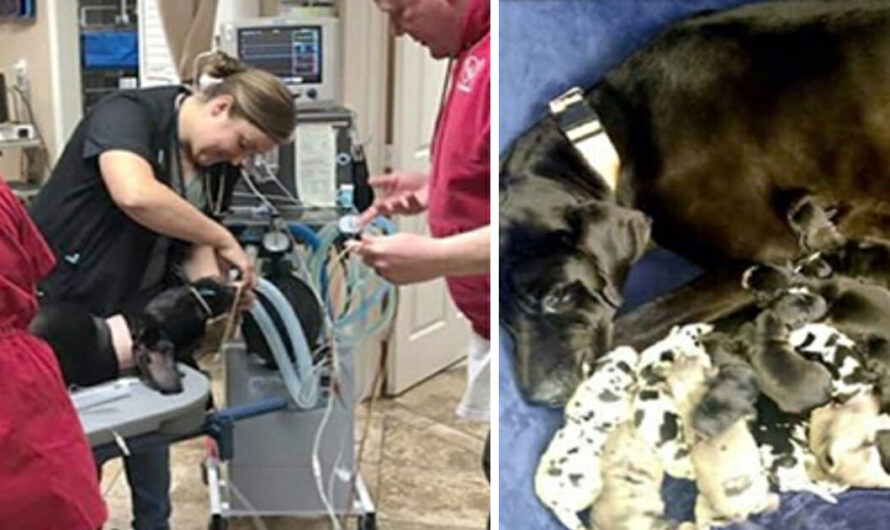 Great Dane gives birth to ‘shocking number’ of puppies