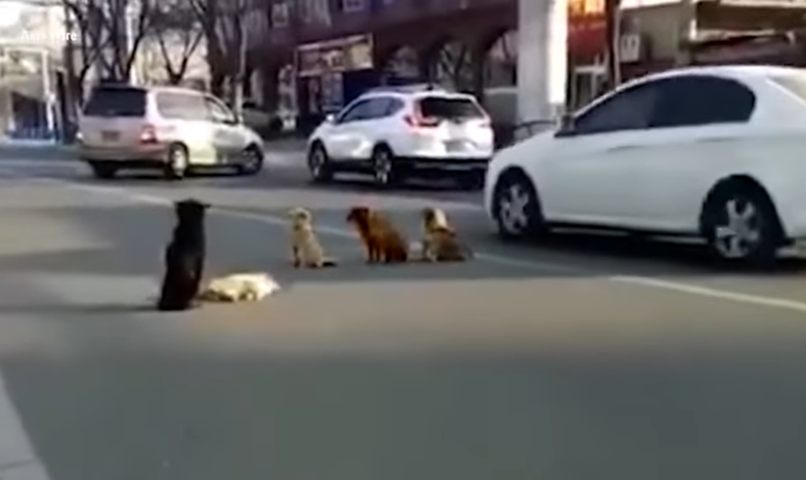 Four Dogs Block Traffic To Guard And Protect One of Their Friends Hit By A Car