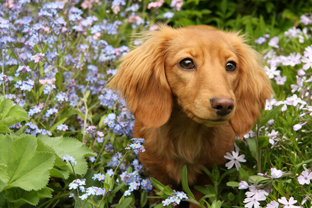 Dogs and flowers