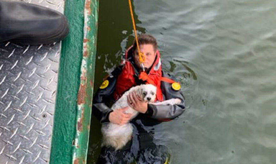 Man Saved From River After Jumping In To Save His Dog