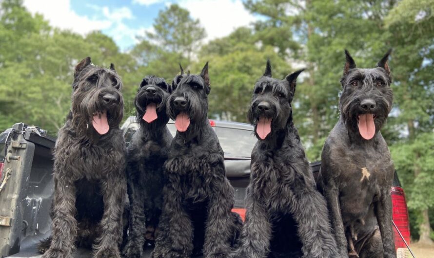 From Show Dogs to Service Dogs: The Many Roles of Giant Schnauzers