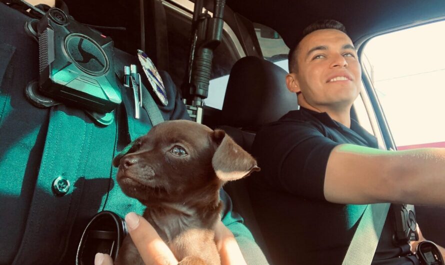 Police officer finds tiny puppy on patrol and gives him a new home