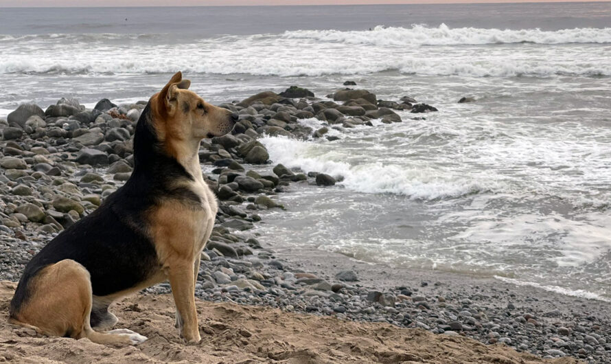 Grieving dog visits the beach every day to stare at the ocean after his owner died at sea