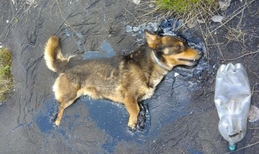 Little dog trapped in pool of tar kept barking until someone heard him