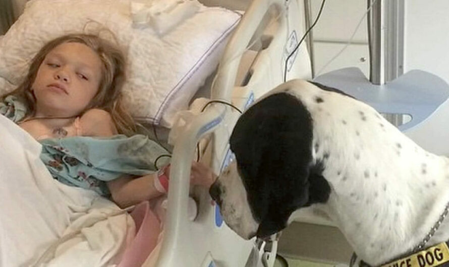 Giant dog George given “Dog’s Best Day” after helping girl walk again