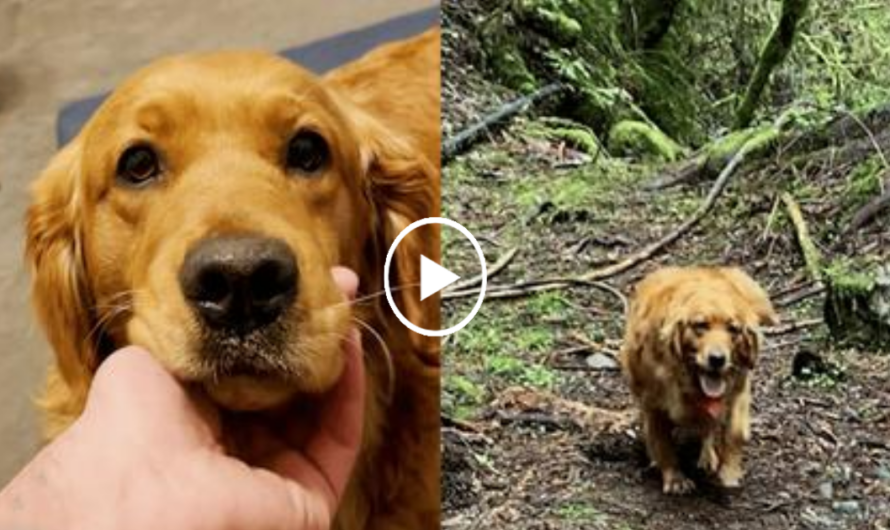 Abused Golden Retriever Almost Gave Up But Her New Friends Restored Her Hope